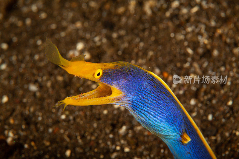 巨型马里鳗鱼(Gymnothorax javanicus)默里